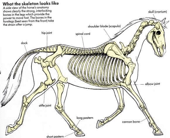 Horse Skull Anatomy
