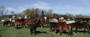 various breeds and sizes or horses in a large pasture