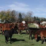 various breeds and sizes or horses in a large pasture